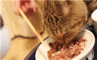 小猫罐头怎么吃