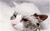 猫咪用什么沐浴露