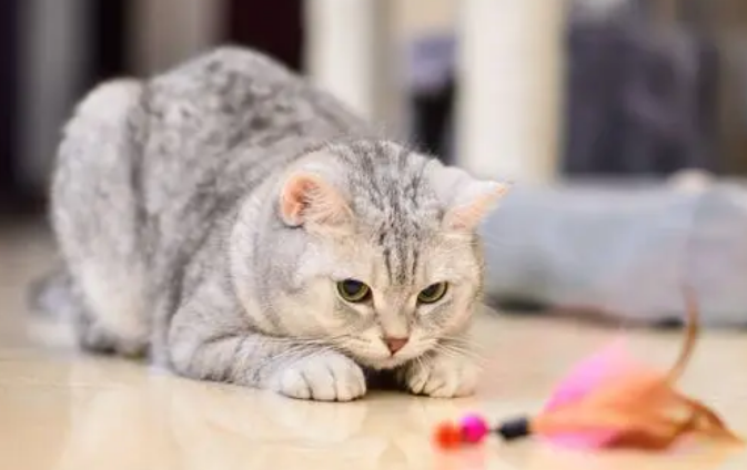 孩子多大可以养猫?家长来了解下吧 孩子多大可以养猫?家长来了解下吧