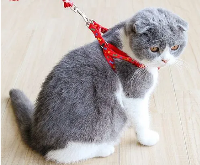 猫的牵引绳怎么戴 猫的牵引绳怎么戴