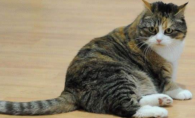 猫尾巴颤抖像触电怎么回事?铲屎官要注意! 猫尾巴颤抖像触电怎么回事?铲屎官要注意!