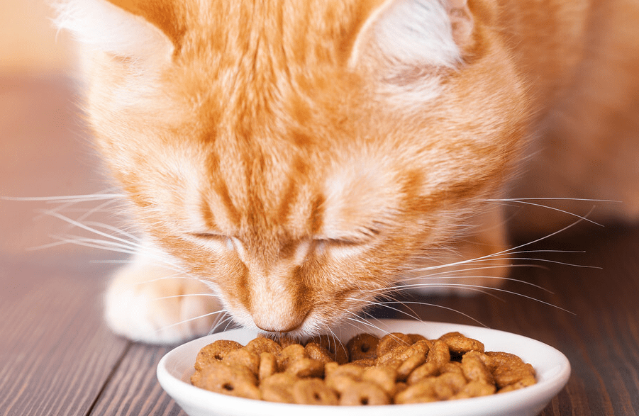 买什么牌子猫粮好 买什么牌子猫粮好