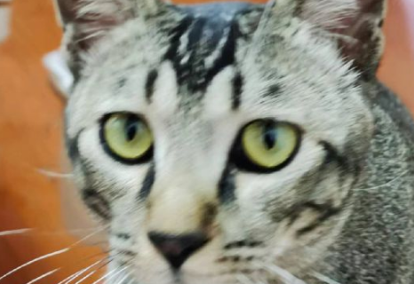 猫咪吃猫草的好处有哪些? 猫咪吃猫草的好处有哪些?