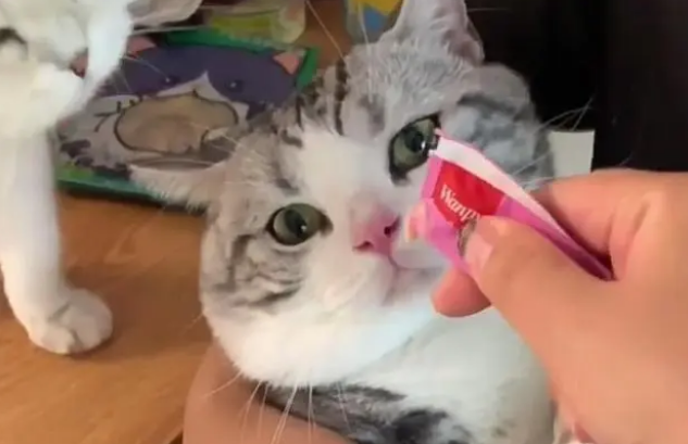 猫咪一天吃一根猫条多吗？猫条应该多久喂一次？