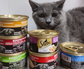 猫罐头需要加热吃吗