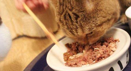 猫吃了人感冒药一定会死吗 猫吃了人感冒药一定会死吗