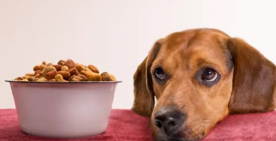 宠物零食可以吃吗
