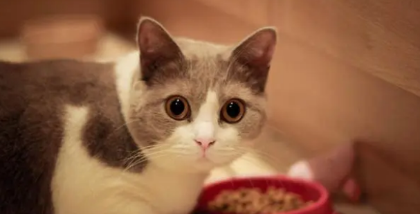 养猫干货丨猫咪在什么情况下该吃益生菌? 养猫干货丨猫咪在什么情况下该吃益生菌?