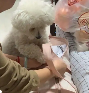 女孩收拾包裹要离家，狗狗的反应让人动容：它其实什么都懂