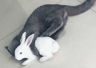 猫吃兔子吗？这篇文章给你答案