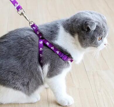 猫不喜欢牵引绳咋办