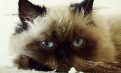 猫咪能喝酸奶吗 猫咪能喝酸奶吗