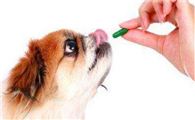 孕期狗狗可以体内驱虫吗