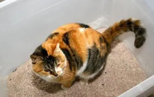 猫砂盘是什么