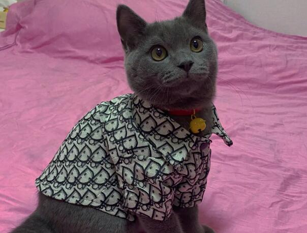 猫猫可以卖狗狗的衣服吗