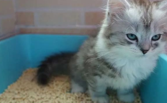猫砂都有哪几种