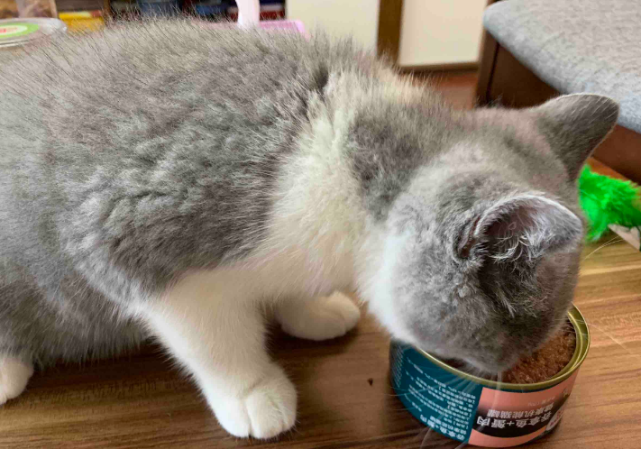 小猫一顿吃多少罐头