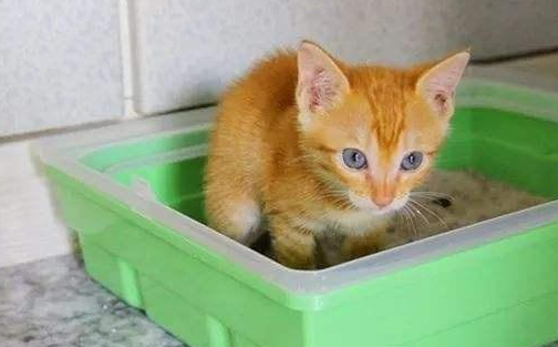 猫砂除臭小苏打好用吗