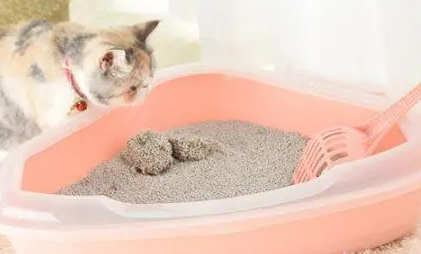 换猫砂要彻底换吗 换猫砂要彻底换吗