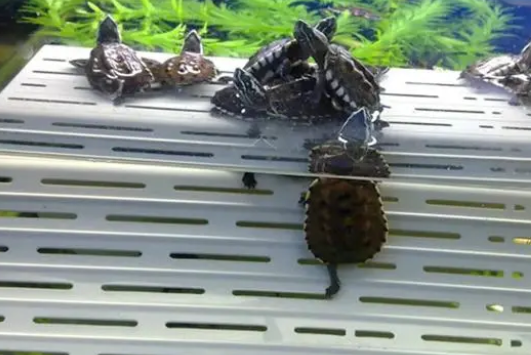 乌龟晒背灯的那些事儿,关于晒背灯要了解这些 乌龟晒背灯的那些事儿,关于晒背灯要了解这些