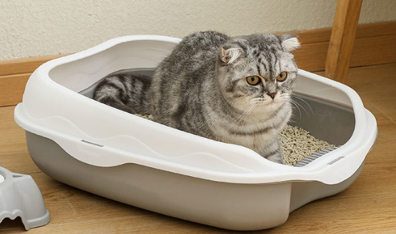 猫砂要经常换吗 猫砂要经常换吗