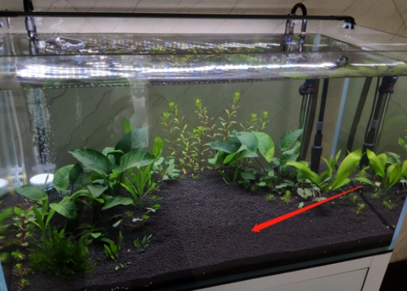 水草怎么养? 水草怎么养?