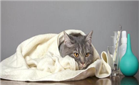 猫咪咳嗽能吃什么药