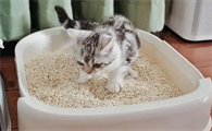 猫砂多久更换一次
