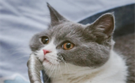 猫抑郁状态是怎样的？有什么表现