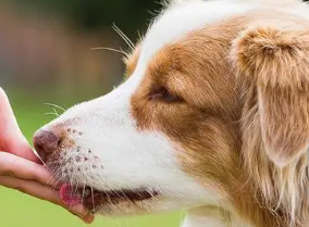 狗狗吃哪种益生菌好