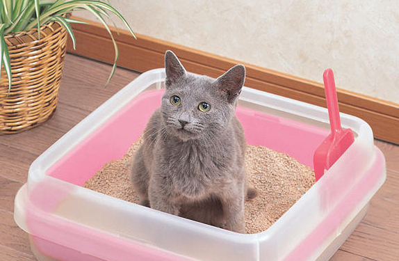 猫砂要怎么处理 猫砂要怎么处理