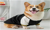 衣服改造狗狗衣服
