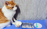 猫咪吃酸奶吗