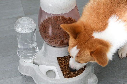 狗狗自动喂食器好不好