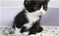 膨润土猫砂好吗