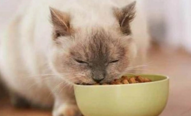 10元以下的猫粮 10元以下的猫粮