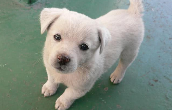 土狗幼犬的挑选方法,请收好!