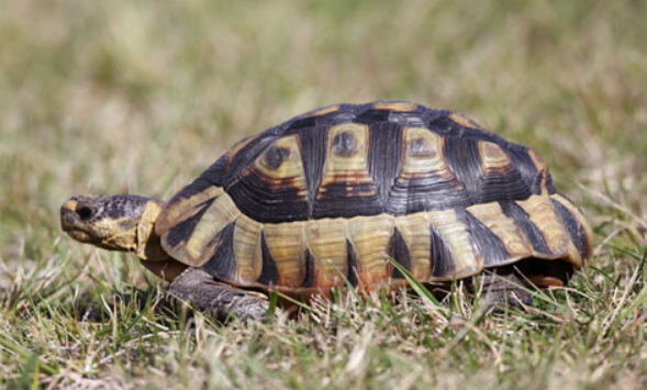 条颈摄龟是不是保护动物?一文帮你科普