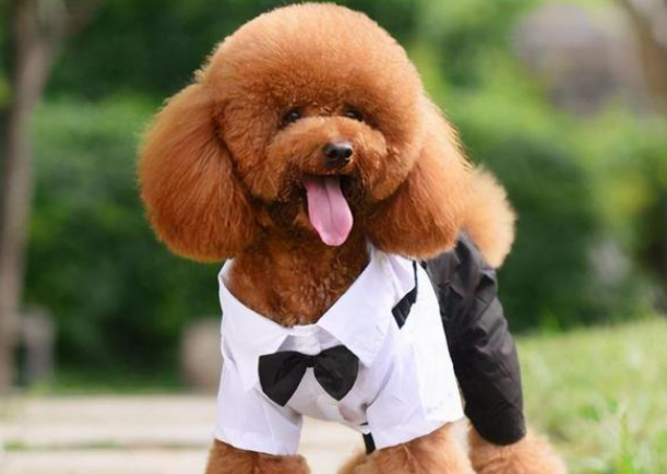 狗狗经常穿衣服好吗