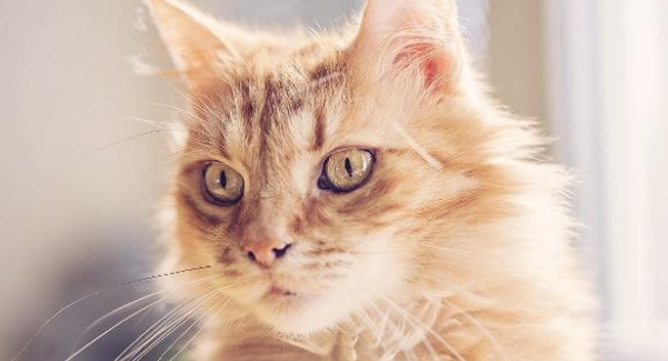 猫感冒了喂点人吃的感冒药就好?别胡来,感冒药不可乱喂 猫感冒了喂点人吃的感冒药就好?别胡来,感冒药不可乱喂