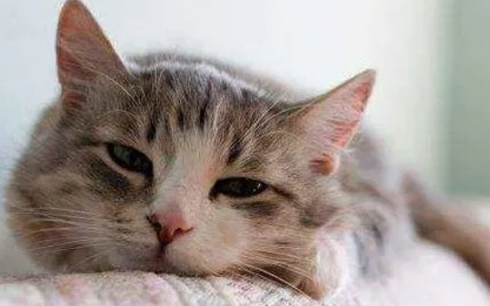 猫咪耳螨可以用人的药吗?这点铲屎官们要注意了 猫咪耳螨可以用人的药吗?这点铲屎官们要注意了