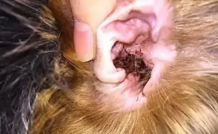 狗狗得了耳螨最明显的症状 狗狗得了耳螨最明显的症状