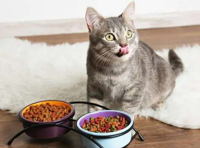 猫罐头什么样的好