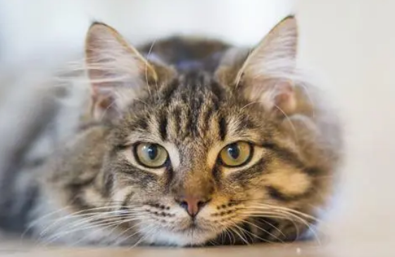 营养膏对猫咪的身体到底有什么作用?每只猫咪都可以天天吃吗? 营养膏对猫咪的身体到底有什么作用?每只猫咪都可以天天吃吗?