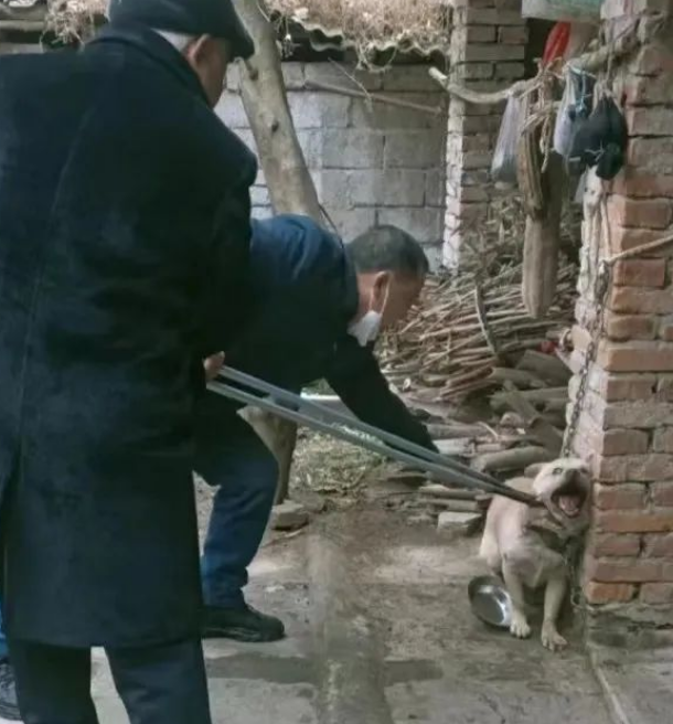村里免费给狗打疫苗,主人很开心,却被狗子们的痛苦面具笑死了哈哈哈