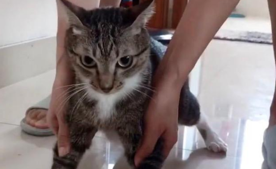 猫咪被粘鼠板粘住了怎么办?正确的方法都在这里 猫咪被粘鼠板粘住了怎么办?正确的方法都在这里