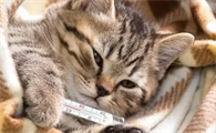 宠物猫感冒了吃什么药