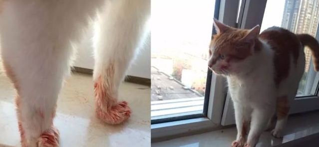 给猫咪狗狗脖子上佩戴项圈,到底是爱还是害? 给猫咪狗狗脖子上佩戴项圈,到底是爱还是害?