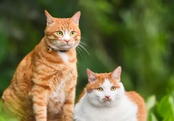 养宠分享：猫益生菌哪个牌子好一点