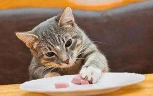 猫不爱吃罐头怎么办